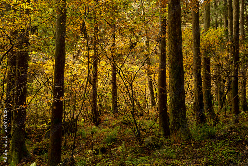 Fototapeta premium Autumn forest landscape. Gold color tree, red and orange foliage in fall park. Nature change scene. Yellow wood in scenic scenery. Road side a sunny day forest 