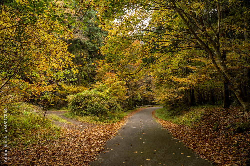 Obraz premium Autumn forest landscape. Gold color tree, red and orange foliage in fall park. Nature change scene. Yellow wood in scenic scenery. Road side a sunny day forest 