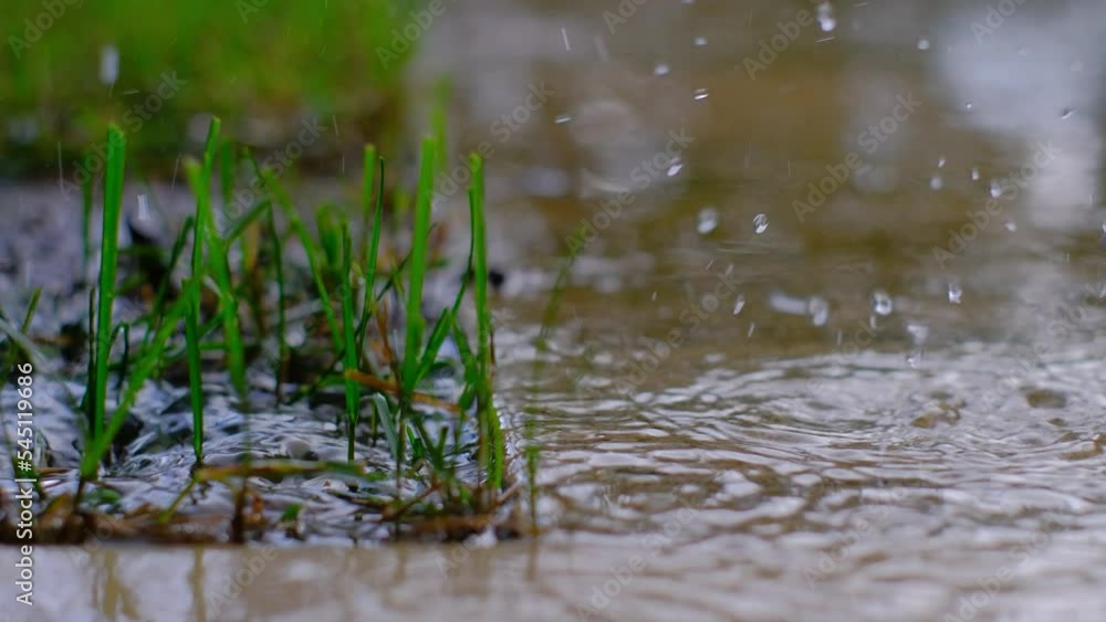 Close up of a green grass while it is raining. Close up of a green grass while it is raining.