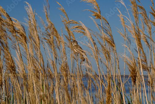 Close up bird hiding in grass concept photo. Dried plants. Summertime. Side view photography with wild weeds meadow on background. High quality picture for wallpaper, travel blog, magazine, article photo