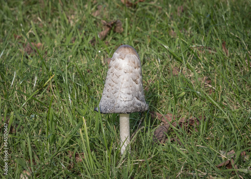 Inkcap fungi growing in grass