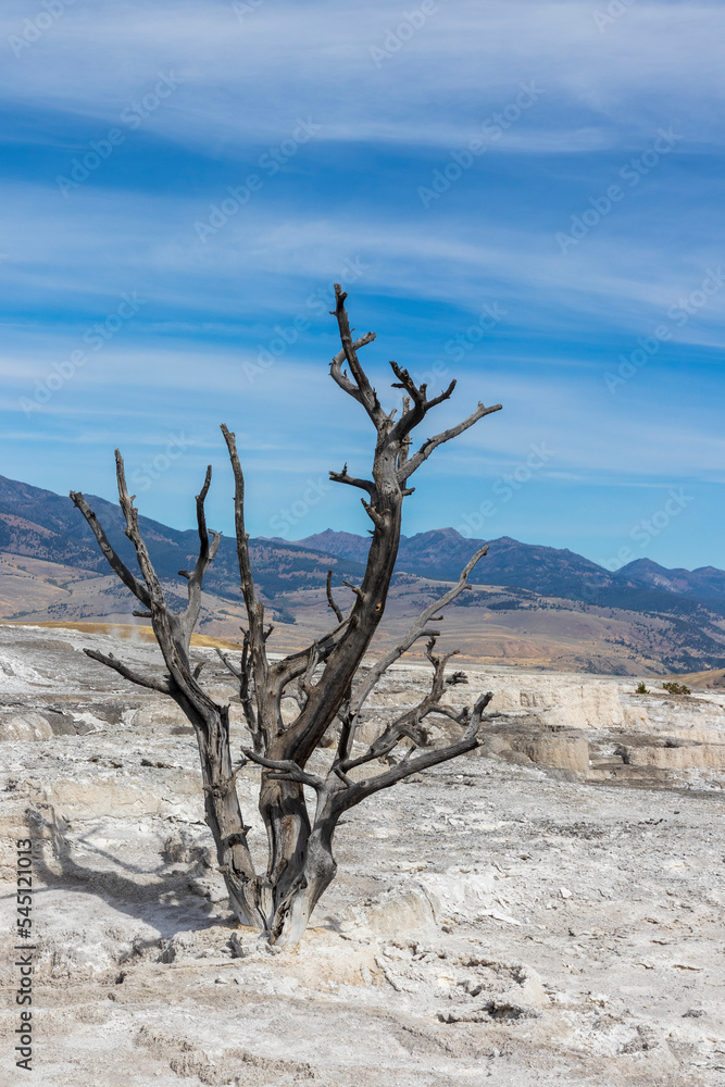 Dead tree. Mammoth hot springs at Yellowstone national park. USA.