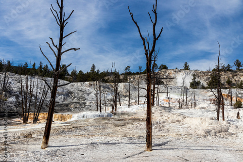 Dead tree. Mammoth hot springs at Yellowstone national park. USA.