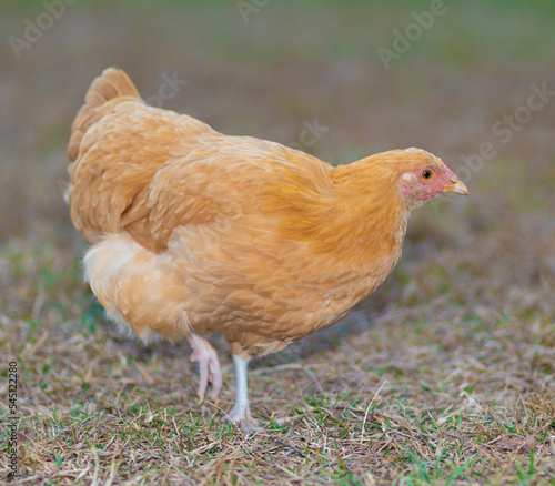Golden hen on a pasture
