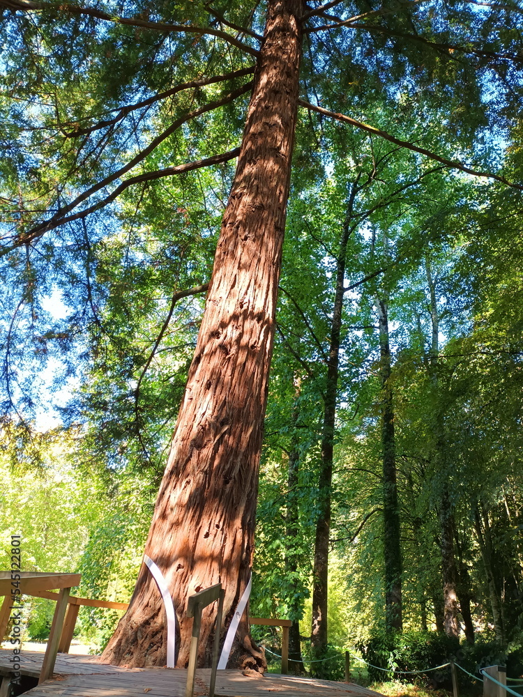 Fototapeta premium Sequoia in the botanical garden of the Señorío de Bertiz, Valle del Baztan, Euskadi,