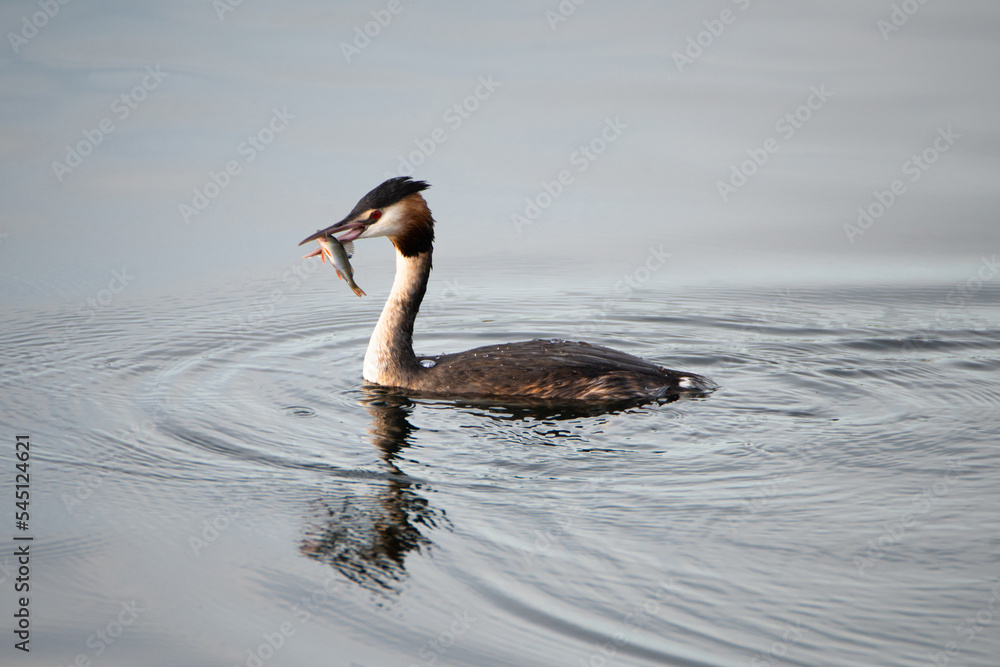 Fototapeta premium Great crested grebe eating a fish in the wetland Haff Reimech in Luxembourg, Podiceps cristatus water bird 