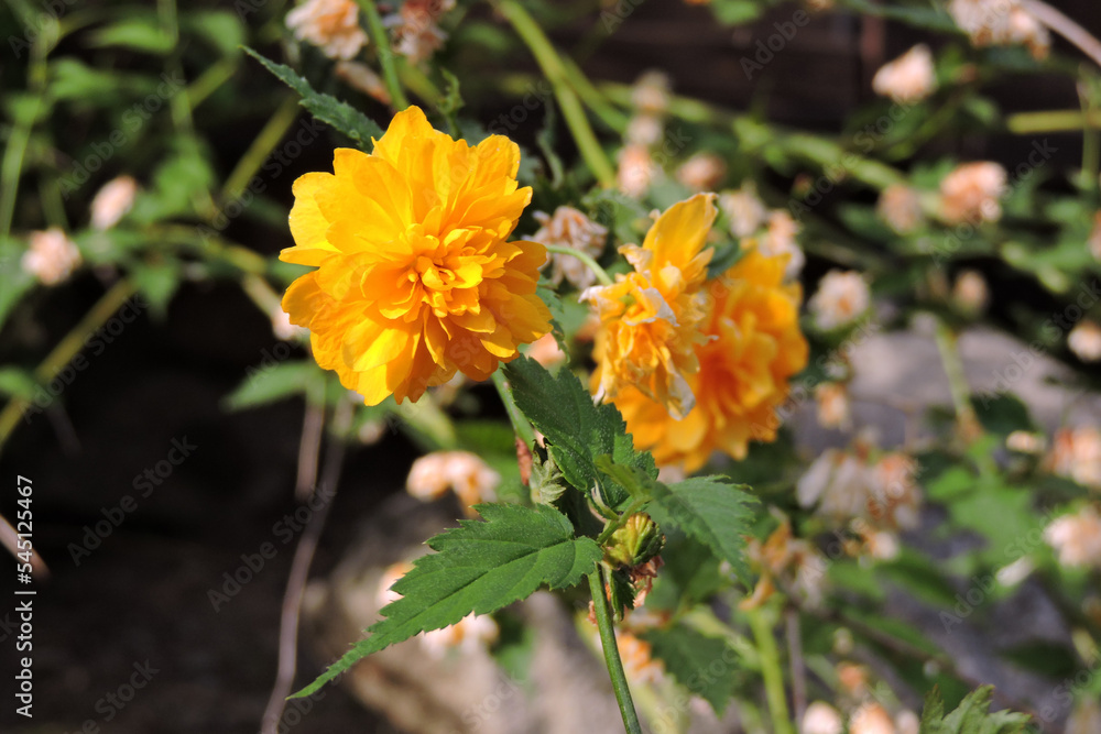 Japanese kerria golden yellow flowers, a double-flowered cultivar called bachelor's buttons in bloom Japanese kerria golden yellow flowers, a double-flowered cultivar called bachelor's buttons in bloom