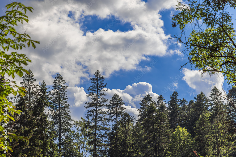 Age-old crowns of deciduous and coniferous trees on a warm summer day against a blue sky half covered with white and dark thunderclouds