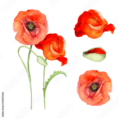 Watercolor bouquet arrangement  elements with hand drawn summer bright red poppy flowers. Isolated on white background. Design for invitations  wedding  love or greeting cards  paper  print  textile