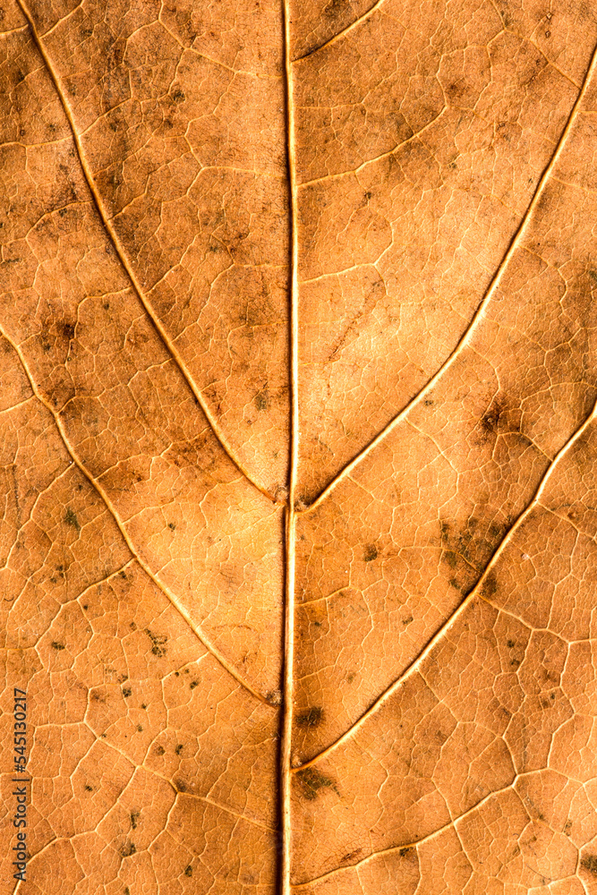 Obraz premium close up of a autumn leaf