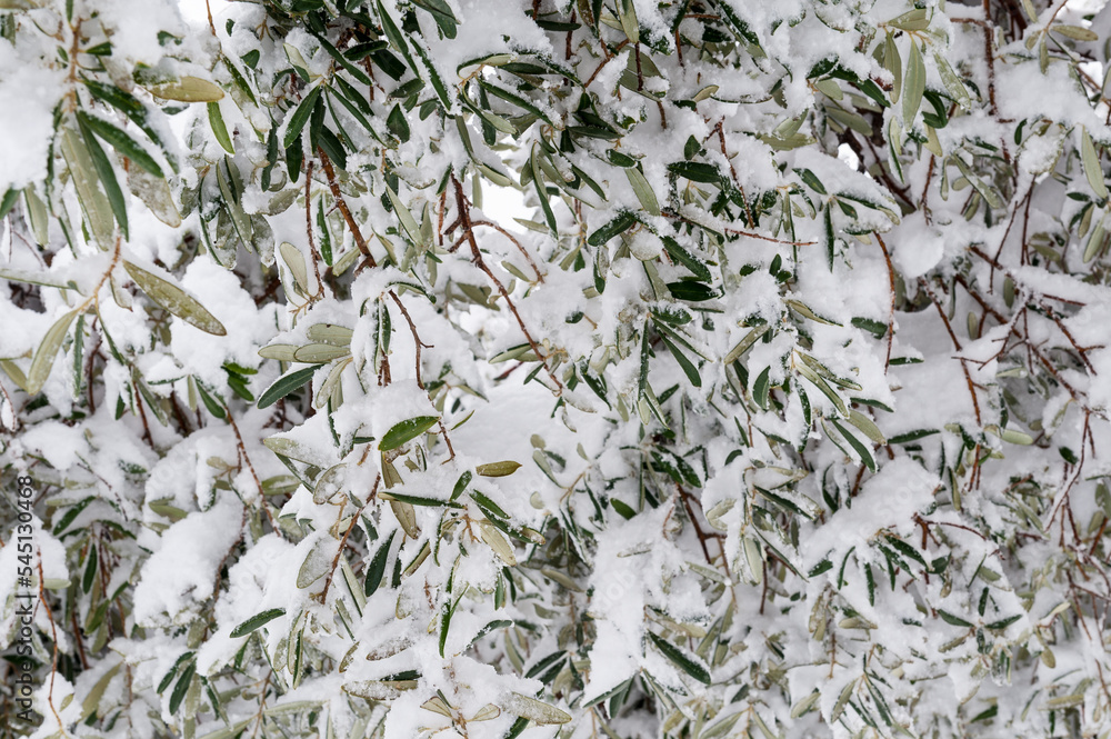 Frozen, snow encrusted leaves of an olive tree in an orchard in the Judean Mountains of central Israel following a rare winter snowstorm. Frozen, snow encrusted leaves of an olive tree in an orchard in the Judean Mountains of central Israel following a rare winter snowstorm.