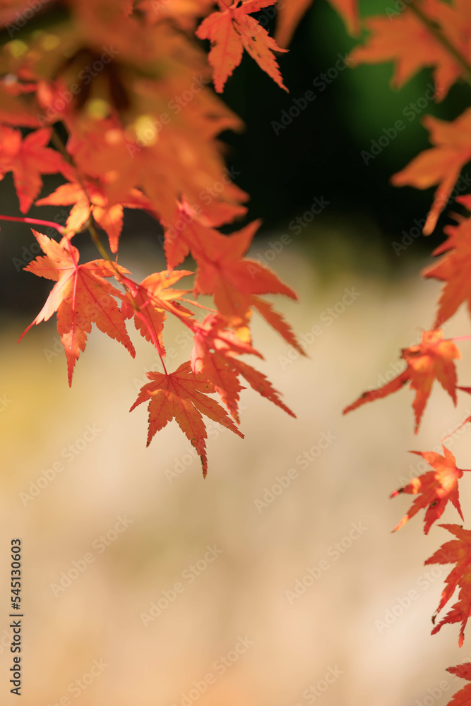 ススキを背景に美しい紅葉