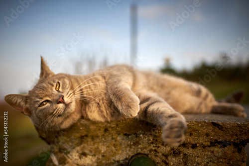 Tablou canvas Close-up Of Cat Lying On Field