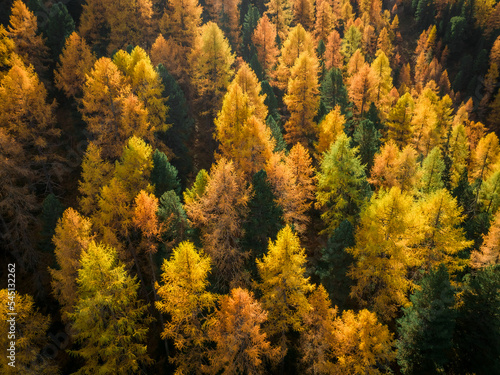Fotografiet Aerial view of autumn leaves in the forest on a hillside
