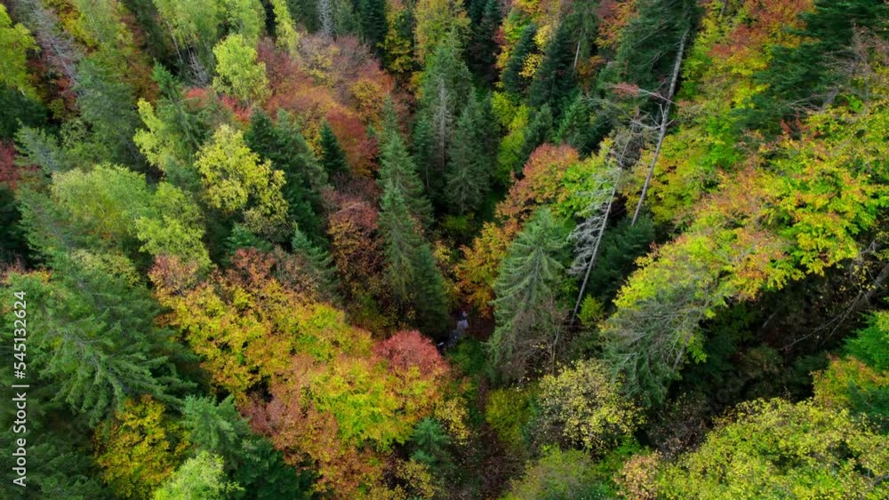 Drone fly over pine trees and yellow treetops. Colorful trees in the wood. Autumn nature forest background. Picturesque autumn landscape. Magical Vivid Forest in Bright Autumn Colors. Top aerial view. Drone fly over pine trees and yellow treetops. Colorful trees in the wood. Autumn nature forest background. Picturesque autumn landscape. Magical Vivid Forest in Bright Autumn Colors. Top aerial view.