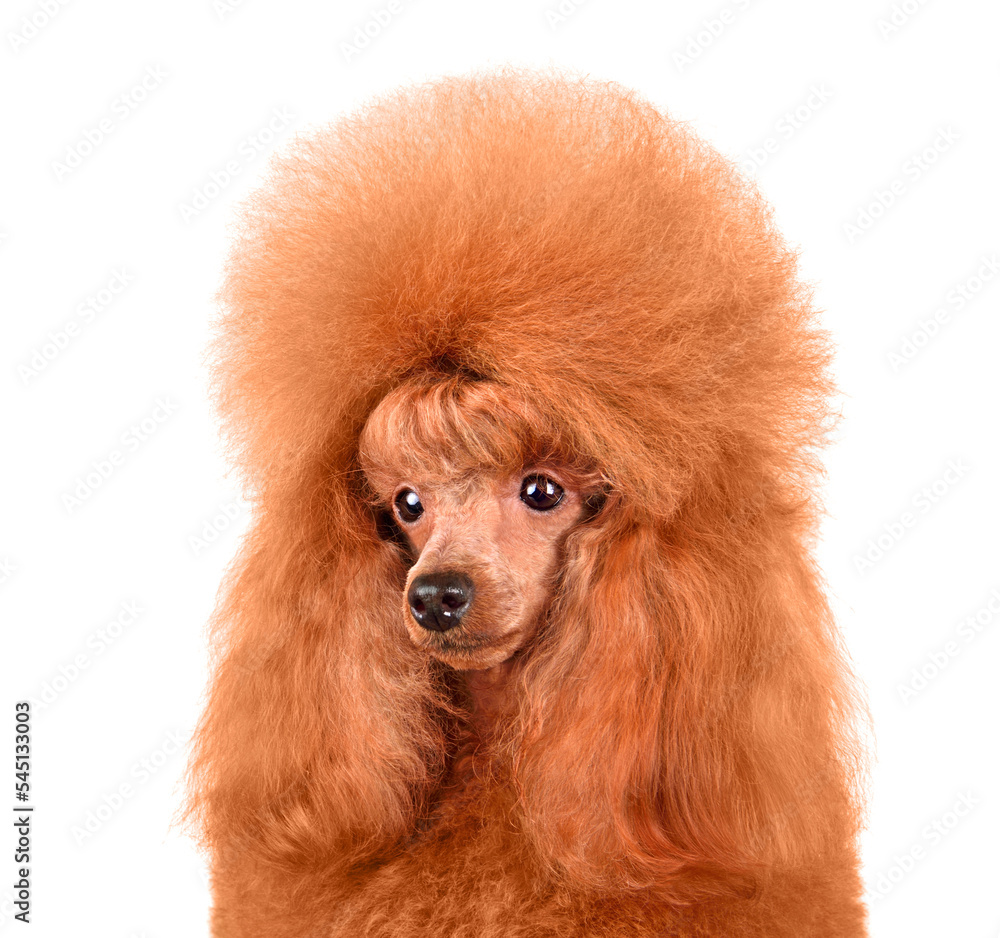 Portrait of a young apricot poodle Portrait of a young apricot poodle