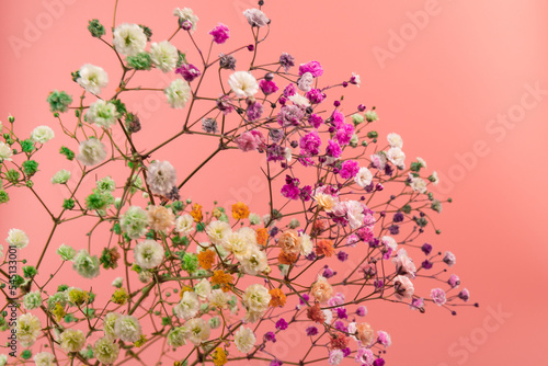 Fototapeta Naklejka Na Ścianę i Meble -  Colorful gypsophila twigs. Delicate graceful twigs with flowers on pink background.