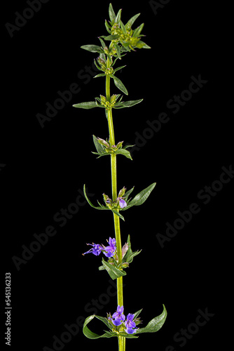 Purple flower of hyssop (lat. Hyssopus), isolated on black background