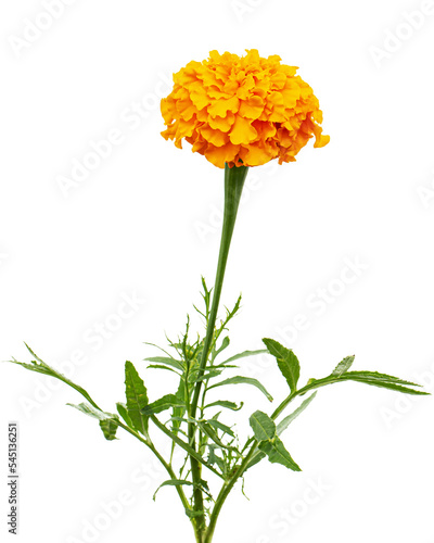 Orange flower of marigold (lat. Tagetes), isolated on white background