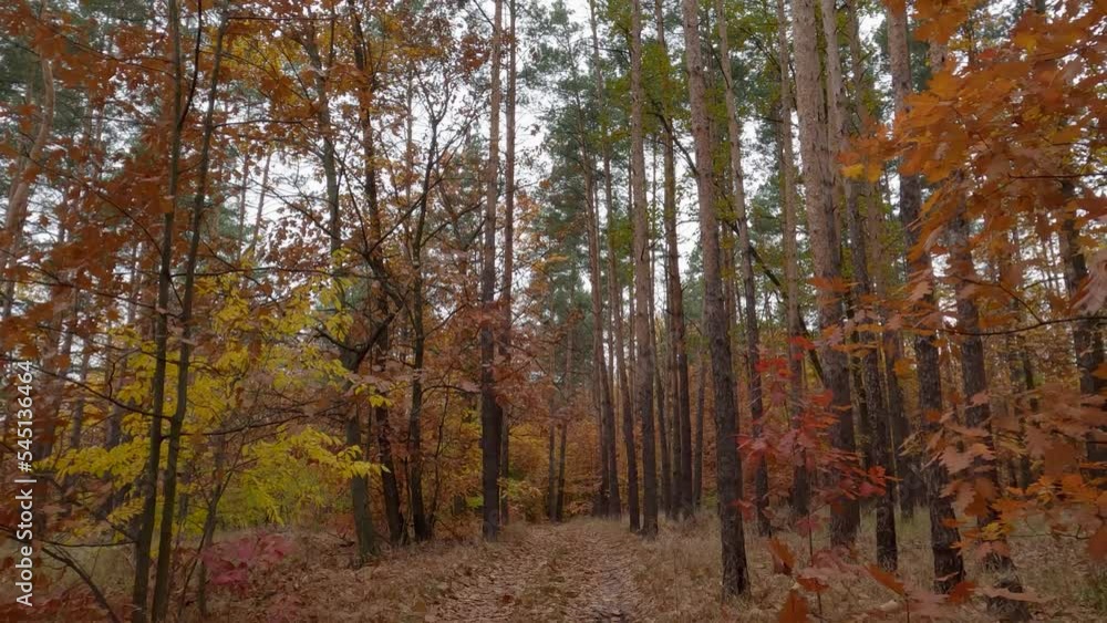 Deciduous and pine autumn forest with footpath in overcast weather Deciduous and pine autumn forest with footpath in overcast weather