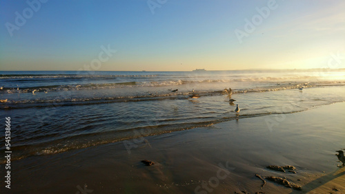 Wallpaper Mural Möwen im Morgendunst Torontodigital.ca