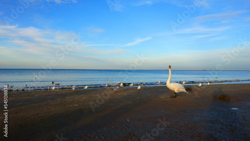 Wallpaper Mural Schwan und Möwen am Meer Torontodigital.ca