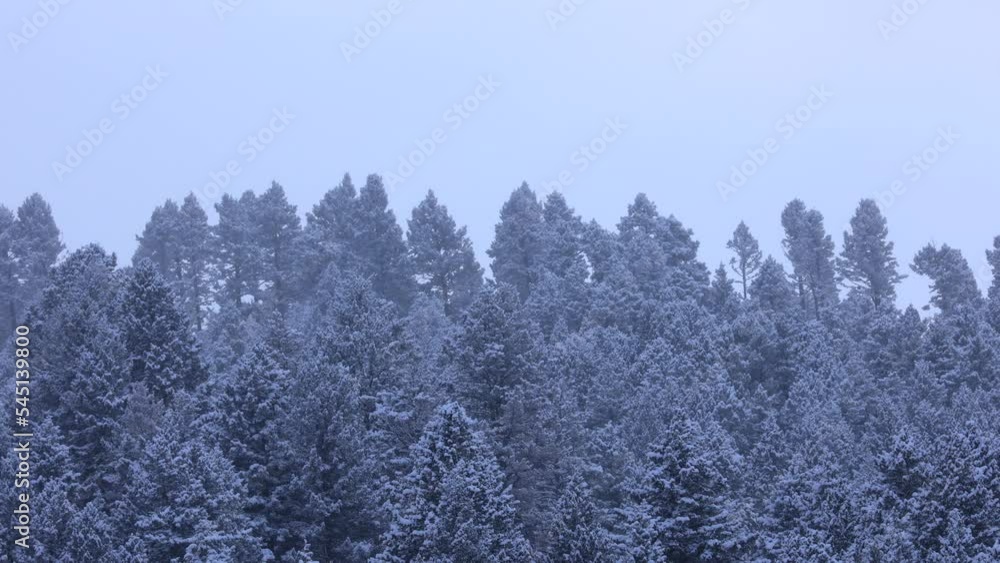Snowy Trees on Mountain Side in Bozeman Montana During the Winter Season 4K Slow Motion Snowy Trees on Mountain Side in Bozeman Montana During the Winter Season 4K Slow Motion