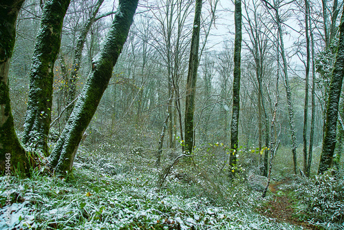Murais de parede The subtropical forest is covered with snow