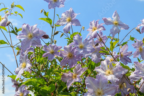 Pale blue clematis of the 'Blue Angel' or 'Blekitny Aniol' (Late Large-Flowered Clematis) variety in the garden against the sky photo