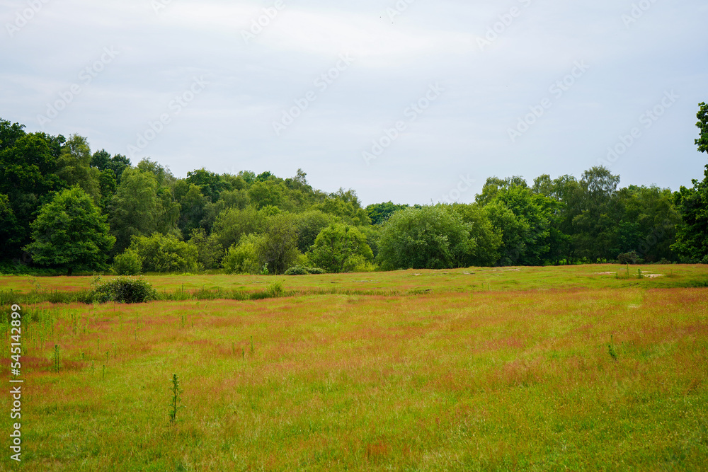 Looking over a grass meadow with trees in the background