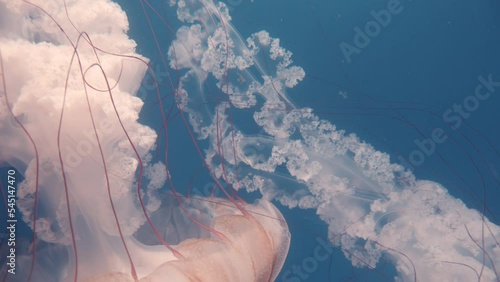 The Mauve Stinger is a small species of jellyfish