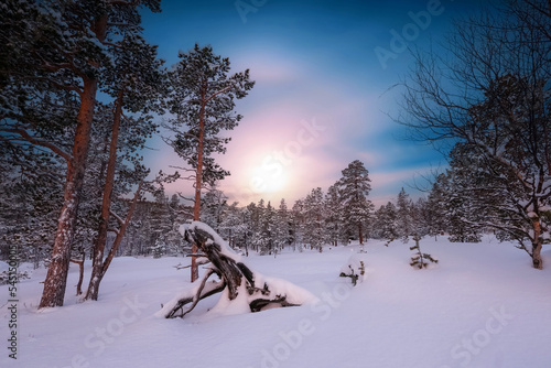 Snowy forest during sunset