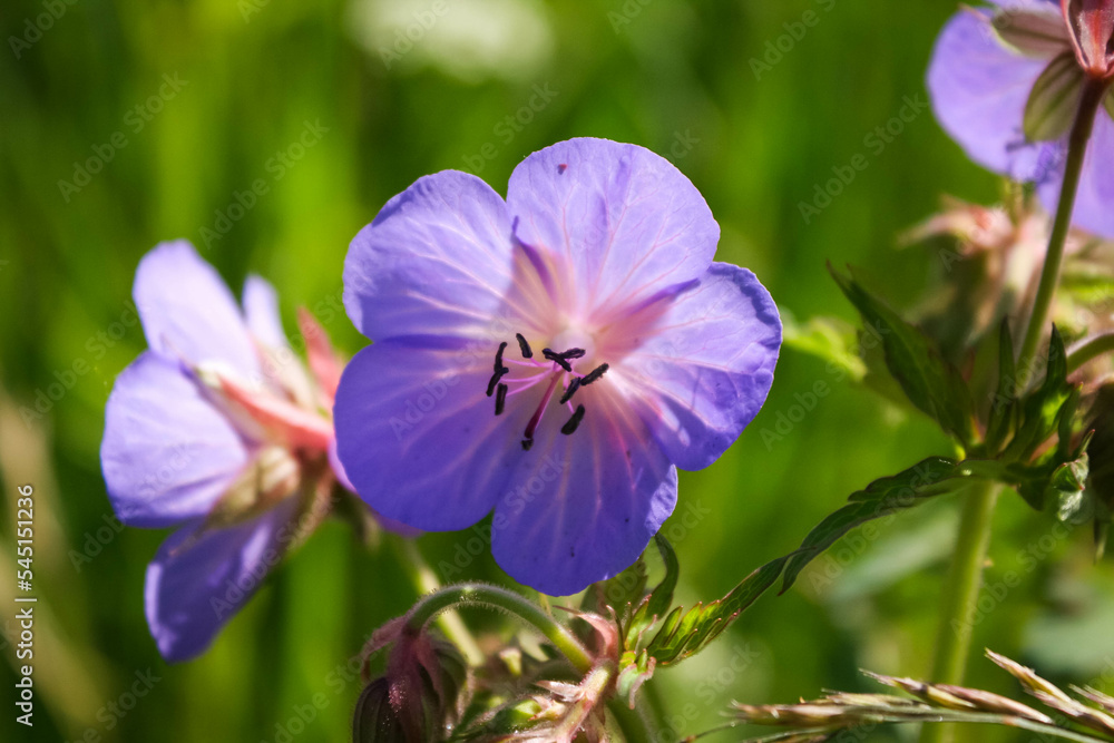 Wild violet flowers, Geranium pratense. Solar illumination