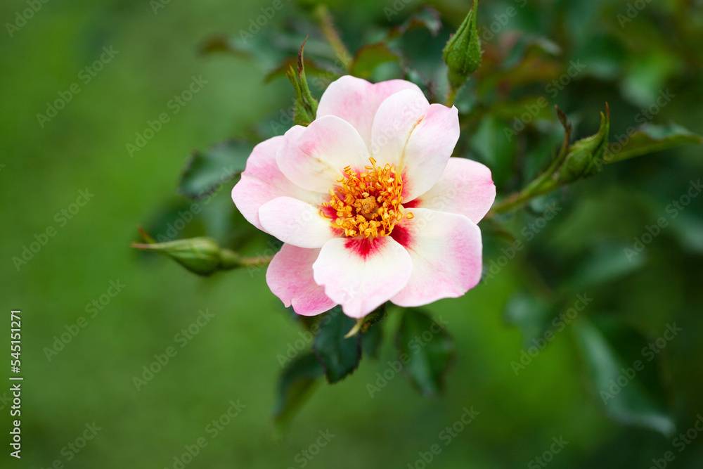 Fototapeta premium 一重咲きの可愛いバラ (Eridu Babylon)