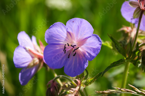 Wild violet flowers  Geranium pratense. Solar illumination