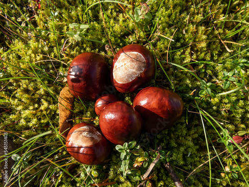 Close-up of a pile of fresh horse chestnuts (Aesculus hippocastanum) on a green moss. Autumn background with ripe brown horse chestnut and prickly shell