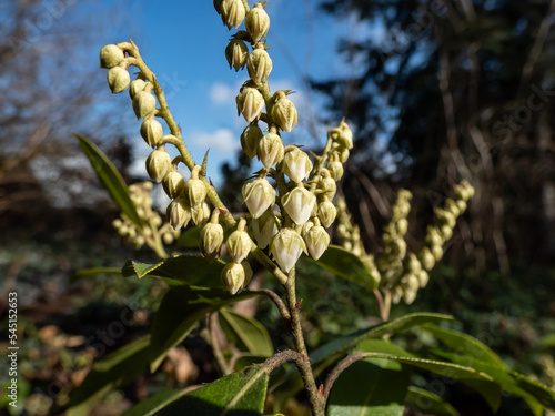 Close-up shot of broadleaf evergreen shrub the Mountain fetterbush or mountain andromeda (pieris floribunda) with erect or nodding panicles of appearing flower buds