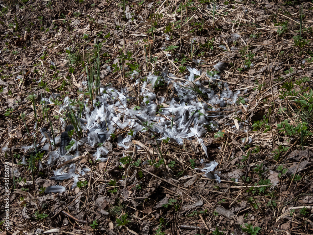 Forest ground covered with autumn leaves and a tree stump surrounded with feathers of a bird prey eaten by the big predatory bird. Feeding scenery of a bird of prey Forest ground covered with autumn leaves and a tree stump surrounded with feathers of a bird prey eaten by the big predatory bird. Feeding scenery of a bird of prey