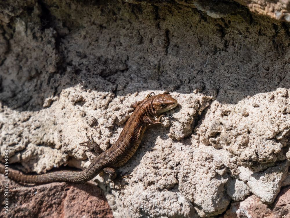 Young Viviparous lizard or common lizard (Zootoca vivipara) sunbathing in the brigth sun on the vertical rock wall in the garden in spring Young Viviparous lizard or common lizard (Zootoca vivipara) sunbathing in the brigth sun on the vertical rock wall in the garden in spring