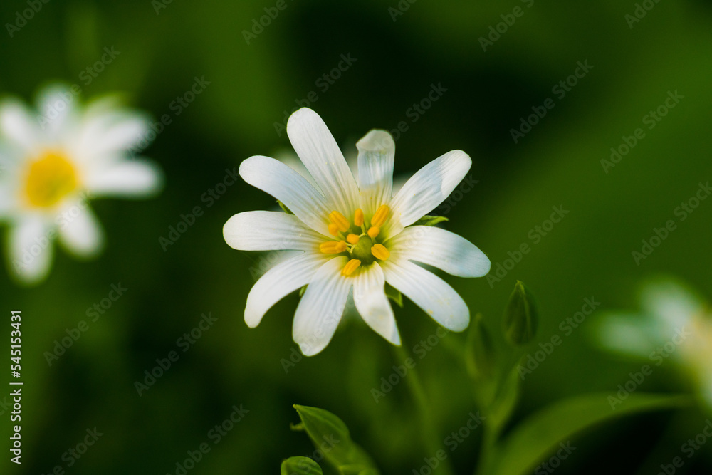 daisy flower close up daisy flower close up