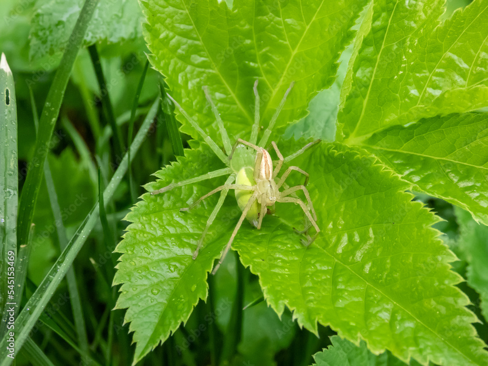 Adult male and female of the green huntsman spider (Micrommata virescens) with mating behaviour. Visible size difference of male and female Adult male and female of the green huntsman spider (Micrommata virescens) with mating behaviour. Visible size difference of male and female