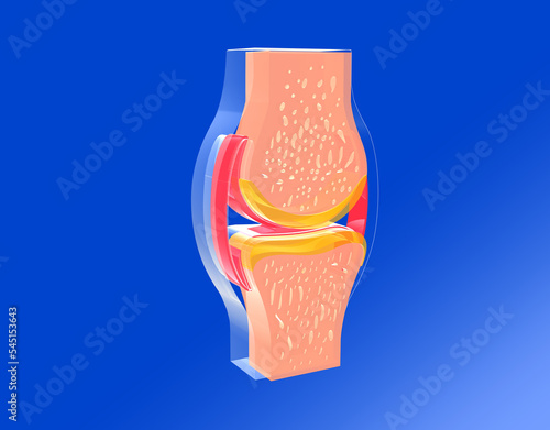 3D illustration of a synovial joint seen from the front. Graphic representation of bones, tendons and cartilage. photo