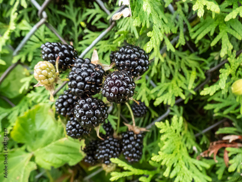 Close-up shot of the European dewberry (Rubus caesius) growing in the backyard garden with black, ripe fruits photo