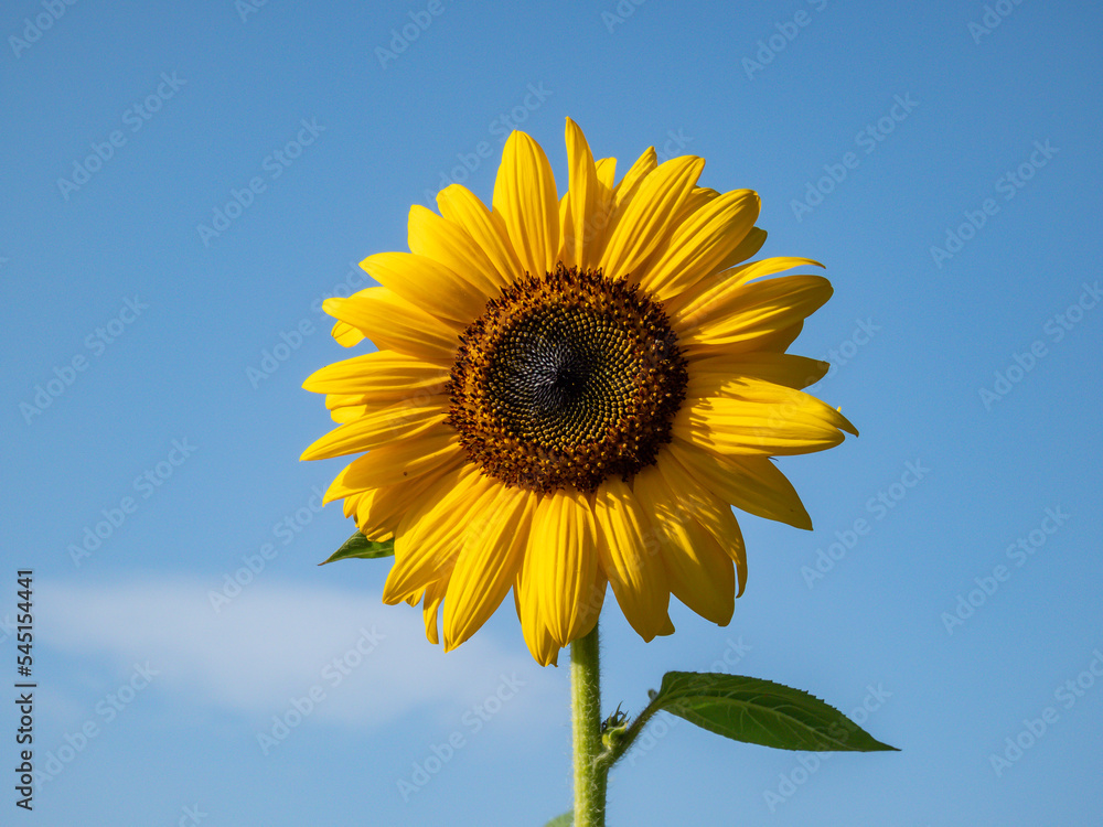 Close-up shot of big, yellow common sunflower (Helianthus) in bright sunlight facing the sun with blue sky in the background. Yellow and blue Close-up shot of big, yellow common sunflower (Helianthus) in bright sunlight facing the sun with blue sky in the background. Yellow and blue