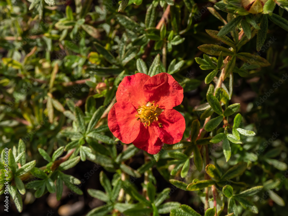 Shrubby Cinquefoil (Pentaphylloides or Potentilla fruticosa) 'Red robin' with small leaves composed of five leaflets and red flowers, pale yellow on the reverse, in early autumn