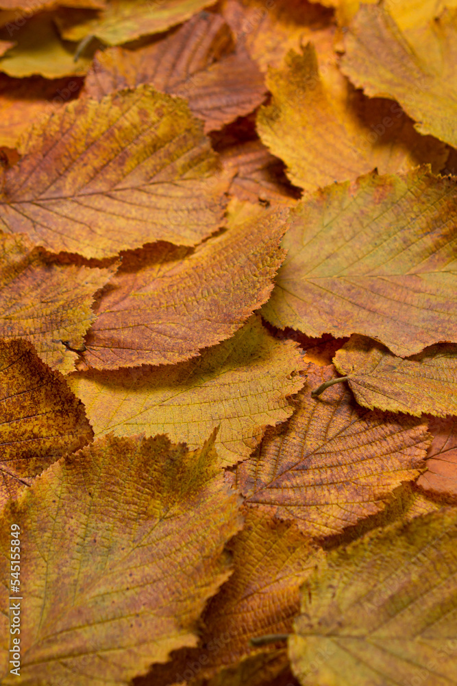 Yellow autumn leaves as background. Autumn theme. Yellow autumn leaves as background. Autumn theme.