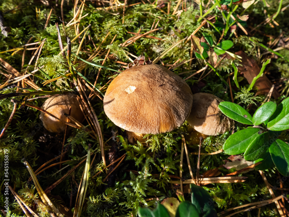 Brown - yellow perfect mushroom velvet bolete (Suillus variegatus) in dry leaves and moss in the forest. Close up of edible mushroom in the sunlight Brown - yellow perfect mushroom velvet bolete (Suillus variegatus) in dry leaves and moss in the forest. Close up of edible mushroom in the sunlight