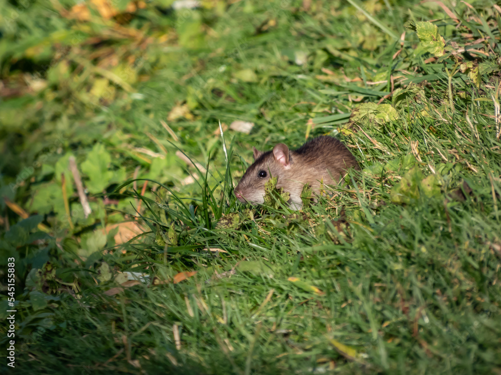 Close-up shot of the Common rat (Rattus norvegicus) with dark grey and brown fur sitting in the green grass Close-up shot of the Common rat (Rattus norvegicus) with dark grey and brown fur sitting in the green grass