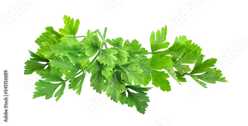 Parsley isolated on transparent png