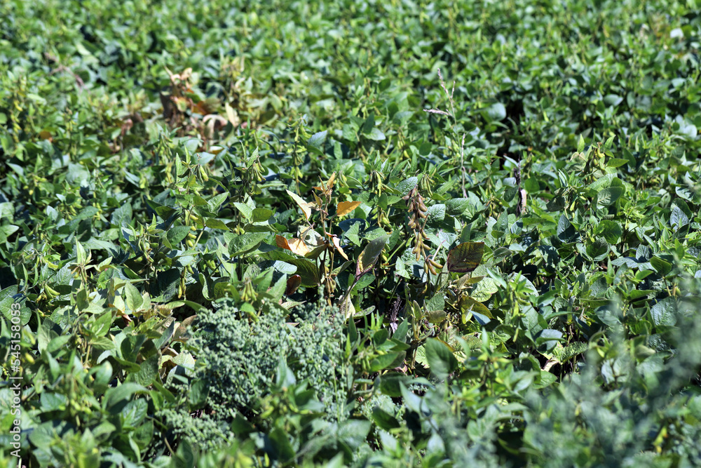 Soybean plants damaged by Red Spider Mite (Tetranychus urticae). Soybean plants damaged by Red Spider Mite (Tetranychus urticae).